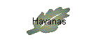 Havanas